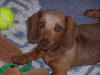 100_0478.gif (221077 bytes)