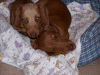 100_0480.gif (225196 bytes)