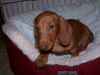 100_0487.gif (190436 bytes)