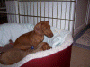 100_0490.gif (206201 bytes)