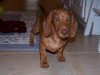 100_0491x.gif (187170 bytes)