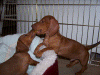 100_0505.gif (210091 bytes)