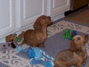 100_0513.gif (205114 bytes)