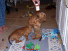 100_0517.gif (191932 bytes)
