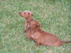 !Lacey&Max.gif (332819 bytes)